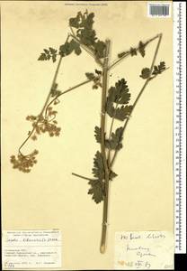 Жабрица порезниковая (L.) W. D. J. Koch, Кавказ, Грузия (K4) (Грузия)