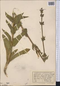 Смолевка клейкая (L.) Pers., Средняя Азия и Казахстан, Копетдаг, Бадхыз, Малый и Большой Балхан (M1) (Туркмения)