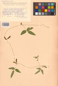 Соя уссурийская (Siebold & Zucc.) H.Ohashi, Сибирь, Дальний Восток (S6) (Россия)