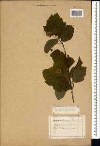 Клен татарский, Черноклен L., Кавказ, Ставропольский край, Карачаево-Черкесия, Кабардино-Балкария (K1b) (Россия)