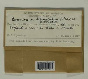 Bucklandiella heterosticha (Hedw.) Bedn.-Ochyra & Ochyra, Гербарий мохообразных, Мхи - Америка (BAm) (США)