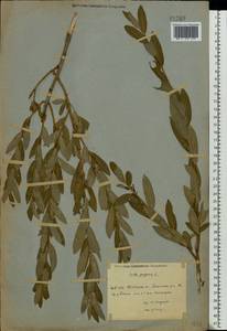 Ива пурпурная, Ива пурпуровая L., Восточная Европа, Восточный район (E10) (Россия)