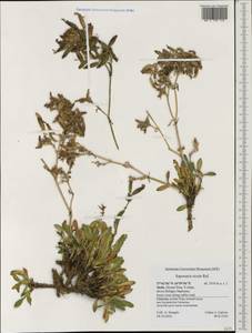 Saponaria sicula, Западная Европа (EUR) (Италия)