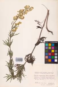 Aconitum anthora subsp. anthora, Восточная Европа, Восточный район (E10) (Россия)