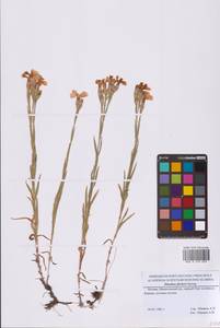 Гвоздика китайская L., Восточная Европа, Московская область и Москва (E4a) (Россия)