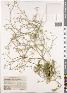 Seseli tortuosum subsp. tortuosum, Западная Европа (EUR) (Болгария)