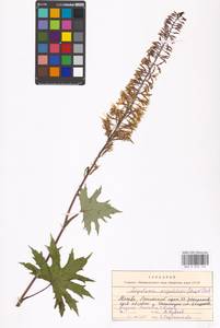 Ligularia przewalskii (Maxim.) Diels, Восточная Европа, Московская область и Москва (E4a) (Россия)