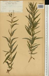 Кипрей болотный L., Восточная Европа, Центральный лесостепной район (E6) (Россия)