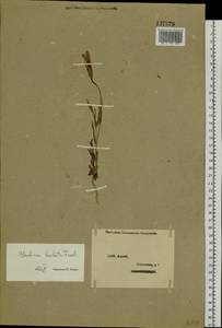 Горечавочник бородатый (Froel.) Ma, Сибирь, Западный (Казахстанский) Алтай (S2a) (Казахстан)