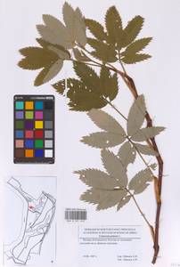 Сабельник болотный L., Восточная Европа, Московская область и Москва (E4a) (Россия)