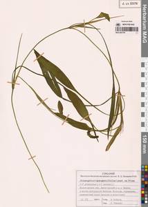 Potamogeton × sparganiifolius Laest. ex Fr., Восточная Европа, Северный район (E1) (Россия)