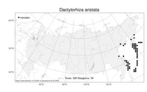 Dactylorhiza aristata, Пальчатокоренник остистый (Fisch. ex Lindl.) Soó, Атлас флоры России (FLORUS) (Россия)