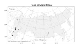 Rosa caryophyllacea, Шиповник гвоздичный Besser, Атлас флоры России (FLORUS) (Россия)