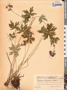 Герань волосистоцветковая DC., Сибирь, Чукотка и Камчатка (S7) (Россия)