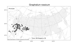 Gnaphalium rossicum, Сушеница русская Kirp., Атлас флоры России (FLORUS) (Россия)