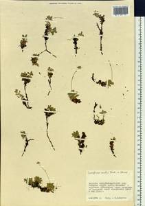 Micranthes merkii subsp. merkii, Сибирь, Дальний Восток (S6) (Россия)
