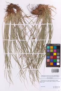 Осока горная L., Восточная Европа, Московская область и Москва (E4a) (Россия)