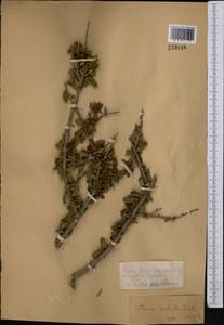 Prunus prostrata var. concolor (Boiss.) Lipsky, Средняя Азия и Казахстан, Джунгарский Алатау и Тарбагатай (M5) (Казахстан)