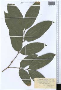 Magnoliopsida, Африка (AFR) (Эфиопия)