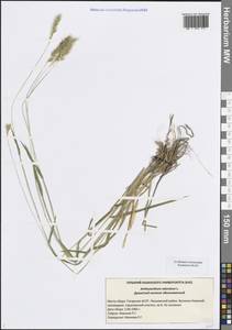 Душистый колосок обыкновенный L., Восточная Европа, Средневолжский район (E8) (Россия)