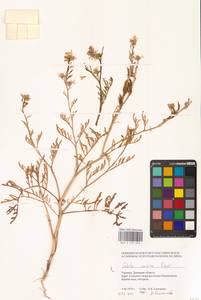 Морская горчица морская Scop., Восточная Европа, Южно-Украинский район (E12) (Украина)