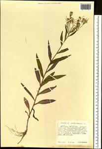 Крестовник дубравный L., Сибирь, Дальний Восток (S6) (Россия)