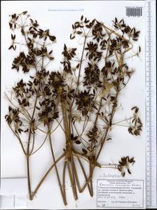 Komaroviopsis anisosperma (Korovin) Doweld, Средняя Азия и Казахстан, Памир и Памиро-Алай (M2) (Узбекистан)