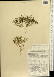 Saponaria floribunda (Kar. Kir.) Boiss., Монголия (MONG) (Монголия)