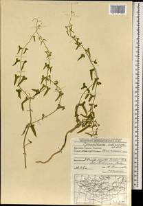 Cynanchum acutum subsp. sibiricum (Willd.) Rech. fil., Монголия (MONG) (Монголия)