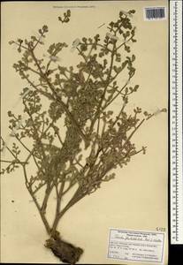 Ferula flabelliloba Rech. fil. & Aellen, Зарубежная Азия (ASIA) (Иран)