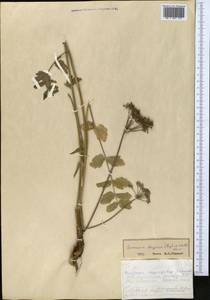 Семеновия опушенноплодная (Regel & Schmalh.) Korovin ex Pimenov & V.N.Tikhom., Средняя Азия и Казахстан, Западный Тянь-Шань и Каратау (M3) (Казахстан)