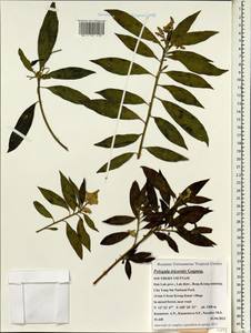 Polygala karensium Kurz, Зарубежная Азия (ASIA) (Вьетнам)