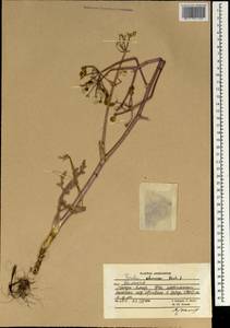 Ferula racemoso-umbellata (Gilli) Rech. fil., Зарубежная Азия (ASIA) (Афганистан)