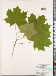 Клен платановидный, Клен остролистный L., Восточная Европа, Центральный район (E4) (Россия)