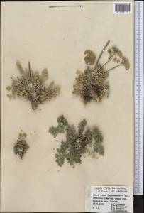 Жабрица зеравшанская (Schischk.) Pimenov & Sdobnina, Средняя Азия и Казахстан, Памир и Памиро-Алай (M2) (Таджикистан)