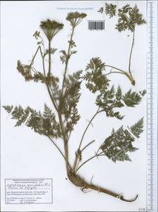 Ligusticopsis coniifolia (Wall. ex DC.) Pimenov & Kljuykov, Зарубежная Азия (ASIA) (Индия)