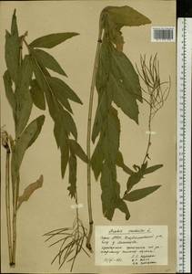 Catolobus pendulus (L.) Al-Shehbaz, Восточная Европа, Восточный район (E10) (Россия)