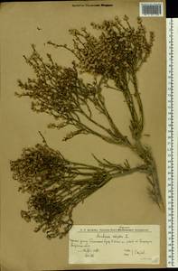 Анабазис безлистный L., Восточная Европа, Нижневолжский район (E9) (Россия)