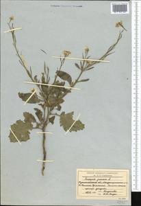 Капуста сизая, Сарептская горчица (L.) Czern., Средняя Азия и Казахстан, Северный и Центральный Казахстан (M10) (Казахстан)