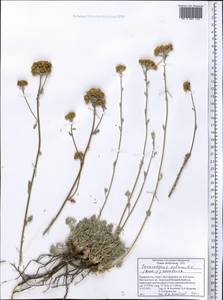 Tanacetopsis subsimilis (Rech. f) Kovalevsk., Средняя Азия и Казахстан, Памир и Памиро-Алай (M2) (Таджикистан)