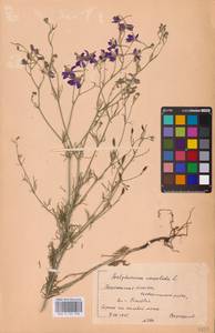 Delphinium consolida subsp. consolida, Восточная Европа, Центральный лесостепной район (E6) (Россия)