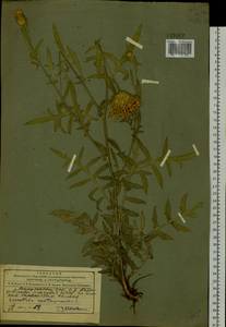 Klasea centauroides subsp. centauroides, Сибирь, Алтай и Саяны (S2) (Россия)