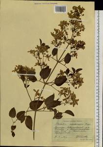 Ломонос маньчжурский (Rupr.) Ohwi, Сибирь, Дальний Восток (S6) (Россия)