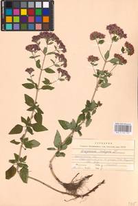 MHA 0 156 759, Душица обыкновенная L., Восточная Европа, Центральный лесной район (E5) (Россия)