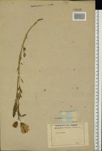 Астрагал эспарцетный L., Восточная Европа, Центральный лесостепной район (E6) (Россия)