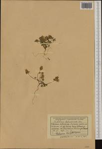 Trifolium dalmaticum Vis., Западная Европа (EUR) (Албания)