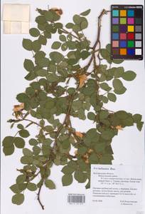 Шиповник бальзамический Besser, Восточная Европа, Центральный лесостепной район (E6) (Россия)