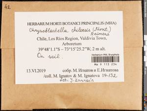 Chrysoblastella chilensis (Mont.) Reimers, Гербарий мохообразных, Мхи - Америка (BAm) (Чили)