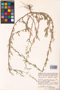 Chenopodium betaceum Andrz., Средняя Азия и Казахстан, Прикаспийский Устюрт и Северное Приаралье (M8) (Казахстан)