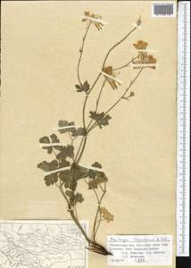 Aquilegia vicaria subsp. tianschanica (Butkov) Kamelin, Средняя Азия и Казахстан, Западный Тянь-Шань и Каратау (M3) (Узбекистан)